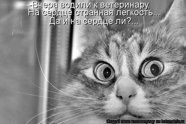 -Вчера водили к ветеринару. На сердце странная легкость... Да и на сердце ли?...... Котоматрица: -Вчера водили к ветеринару. На сердце странная легкость... Да и на сердце ли?...
