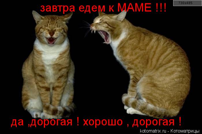 Котоматрица: завтра едем к МАМЕ !!! да ,дорогая ! хорошо  да ,дорогая ! хорошо , дорогая !