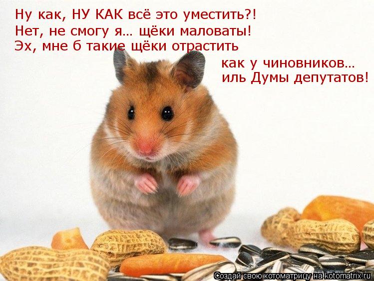 Ну как, НУ КАК всё это уместить?! Нет, не смогу я… щёки маловаты! Эх, мне б такие щёки отрастить как ... Котоматрица: Ну как, НУ КАК всё это уместить?! Нет, не смогу я… щёки маловаты! Эх, мне б такие щёки отрастить как у чиновников… иль Думы депутатов!