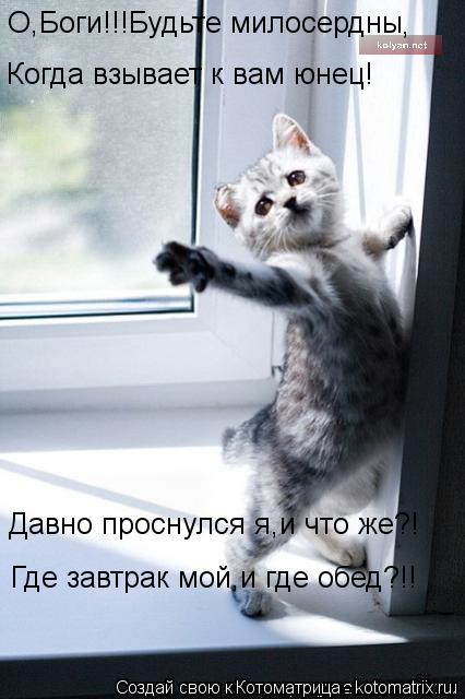 Котоматрица: О,Боги!!!Будьте милосердны , Когда взывает к вам юнец! Давно проснулся я,и что же?! Где завтрак мой,и где обед?!!