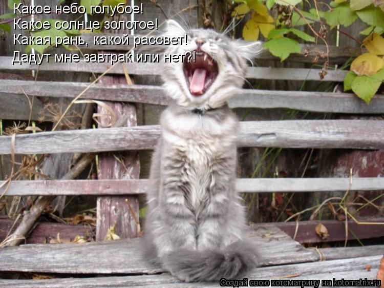 Котоматрица: Какое небо голубое! Какое солнце золотое! Какая рань, какой рассвет! Дадут мне завтрак или нет?!