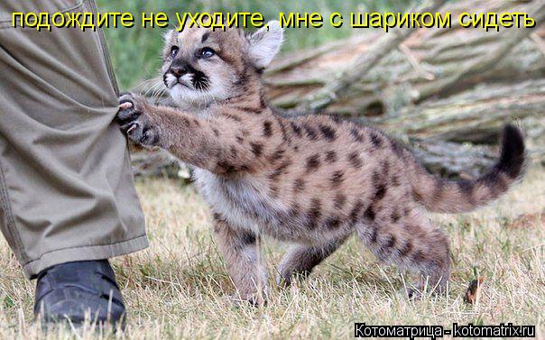 Котоматрица: подождите не уходите, мне с шариком сидеть