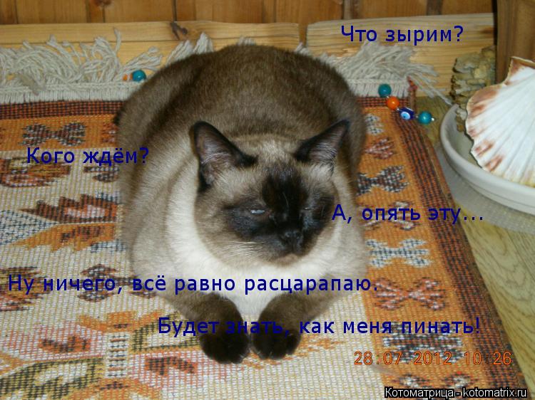 Котоматрица: Что зырим? Кого ждём? А, опять эту... Ну ничего, всё равно расцарапаю. Будет знать, как меня пинать!