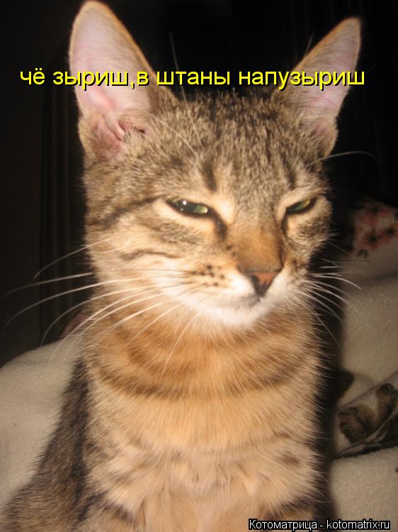Котоматрица: чё зыриш,в штаны напузыриш