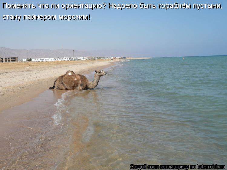 Поменять что ли ориентацию? Надоело быть кораблём пустыни, стану лайнером морским!... Котоматрица: Поменять что ли ориентацию? Надоело быть кораблём пустыни, стану лайнером морским!