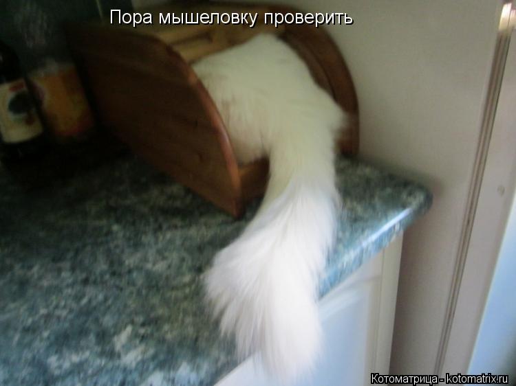 Котоматрица: Пора мышеловку проверить