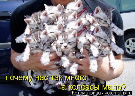 Котоматрица: почему нас так много а колбасы мало?