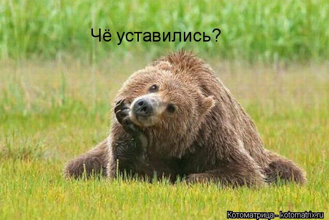 Котоматрица: Чё уставились?