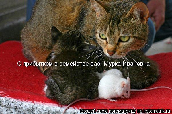Котоматрица: С прибытком в семействе вас, Мурка Ивановна