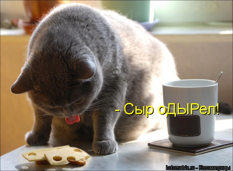 Котоматрица: - Сыр оДЫРел!