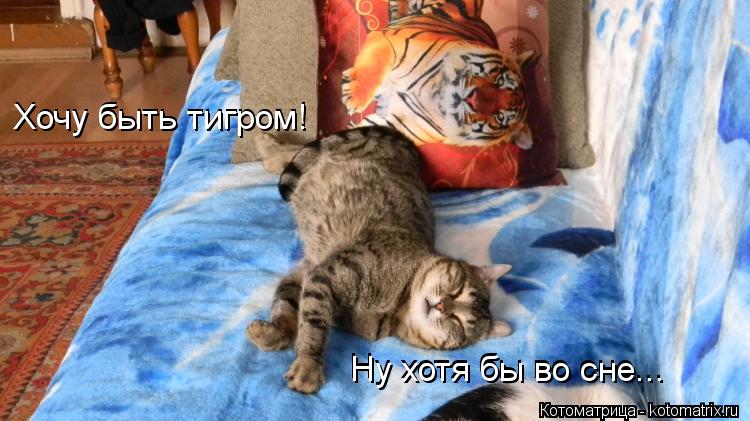 Котоматрица: Хочу быть тигром!  Ну хотя бы во сне... Ну хотя бы во сне... Хочу быть тигром!