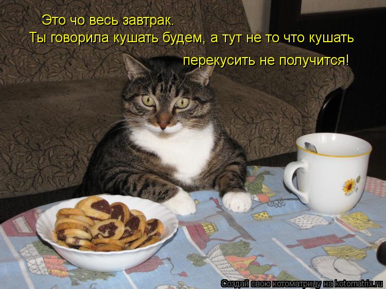 Котоматрица: Это чо весь завтрак. Ты говорила кушать будем, а тут не то что кушать перекусить не получится!