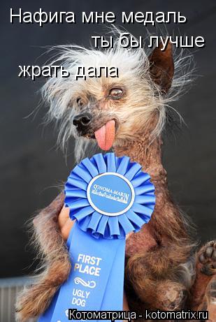 Нафига мне медаль ты бы лучше жрать дала... Котоматрица: Нафига мне медаль ты бы лучше жрать дала