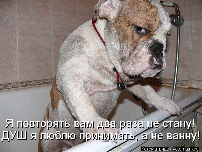 Котоматрица: Я повторять вам два раза не стану! ДУШ я люблю принимать, а не ванну!