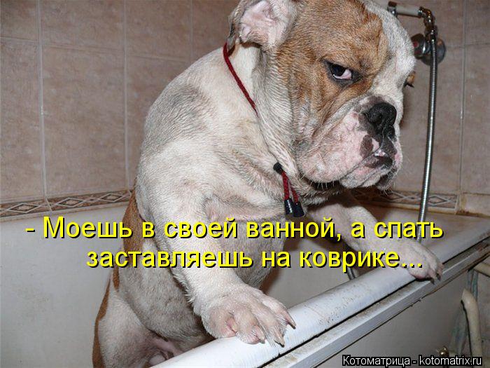 Котоматрица: - Моешь в своей ванной, а спать заставляешь на коврике...