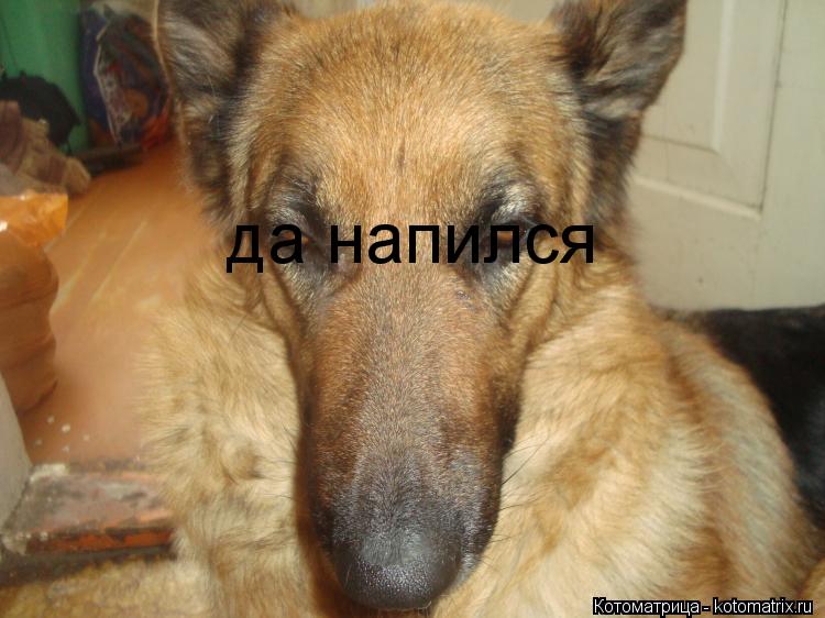 Котоматрица: да напился