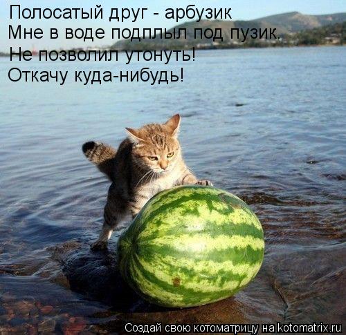 Котоматрица: Полосатый друг - арбузик Мне в воде подплыл под пузик. Не позволил утонуть! Откачу куда-нибудь!