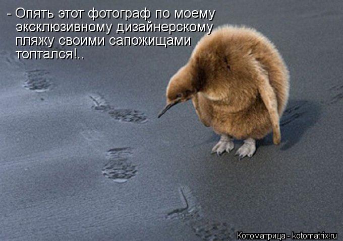 Котоматрица: - Опять этот фотограф по моему эксклюзивному дизайнерскому пляжу своими сапожищами топтался!..