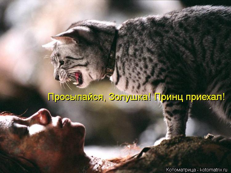 Котоматрица: Просыпайся, Золушка! Принц приехал!