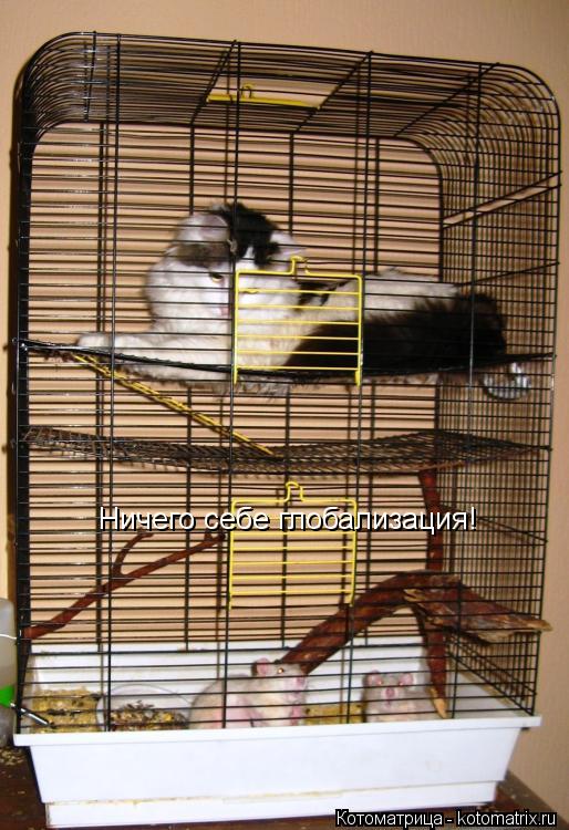 Котоматрица: Ничего себе глобализация!