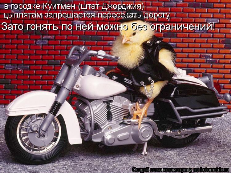 Котоматрица: в городке Куитмен (штат Джорджия)   цыплятам запрещается пересекать дорогу. Зато гонять по ней можно без ограничений!