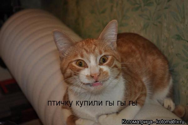 Котоматрица: птичку купили гы гы гы
