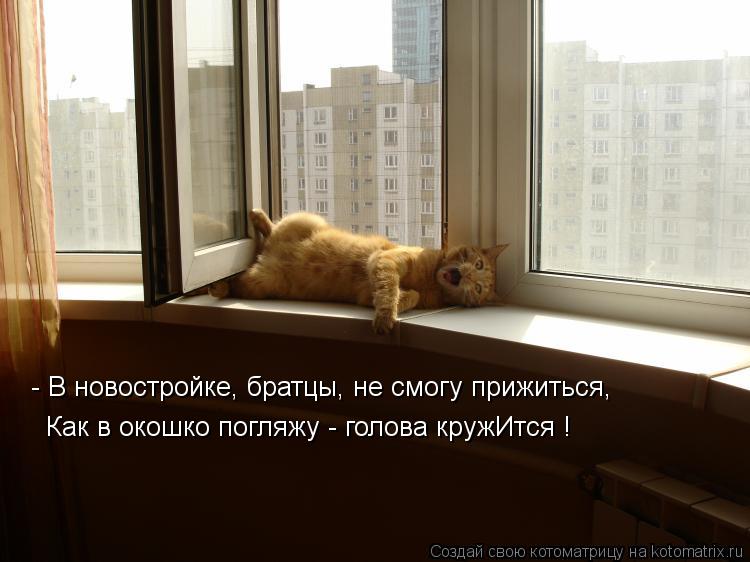 Котоматрица: - В новостройке, братцы, не смогу прижиться, Как в окошко погляжу - голова кружИтся !