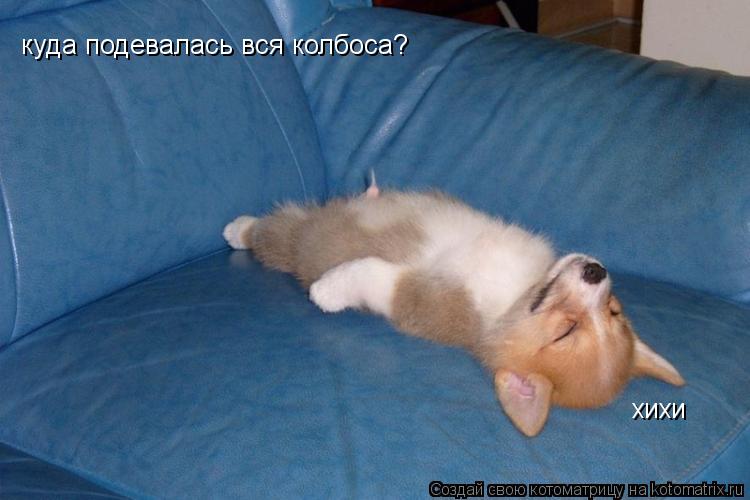 Котоматрица: куда подевалась вся колбоса? хихи