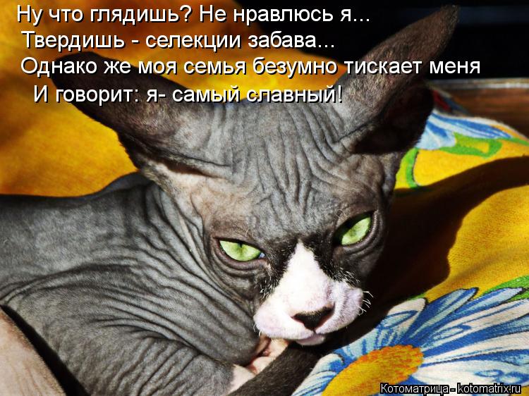 Котоматрица: Ну что глядишь? Не нравлюсь я... Твердишь - селекции забава... Однако же моя семья безумно тискает меня И говорит: я- самый славный!