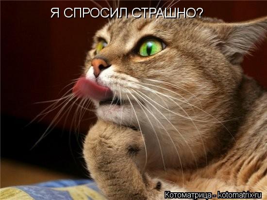 Котоматрица: Я СПРОСИЛ СТРАШНО?