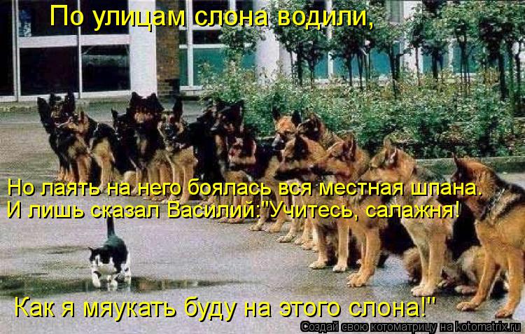 Котоматрица: По улицам слона водили, Но лаять на него боялась вся местная шпана. И лишь сказал Василий:"Учитесь, салажня! Как я мяукать буду на этого слона