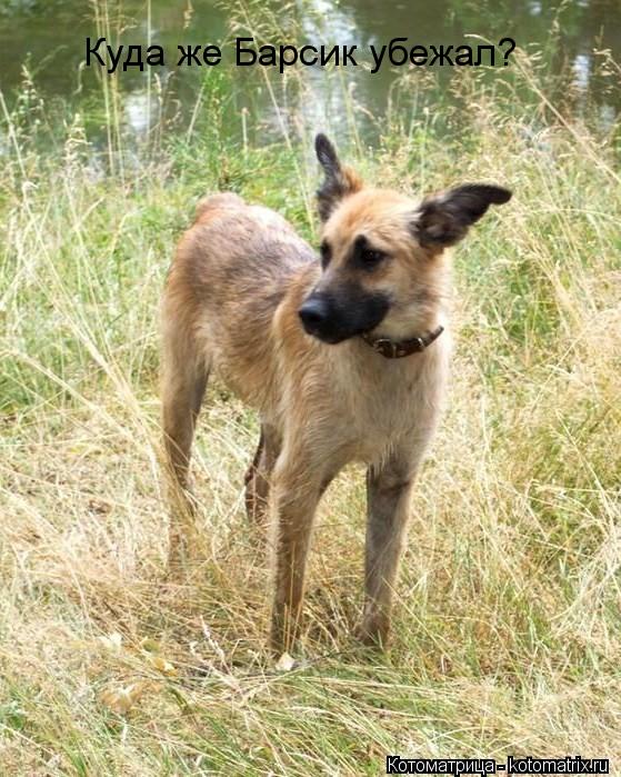 Котоматрица: Куда же Барсик убежал?