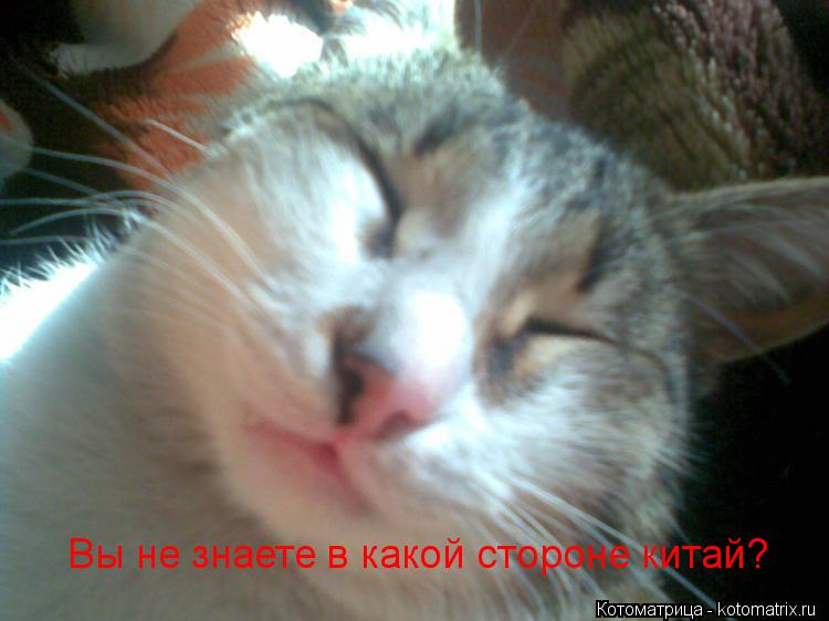 Котоматрица: Вы не знаете в какой стороне китай?