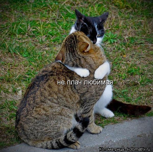 Котоматрица: не плач любимая