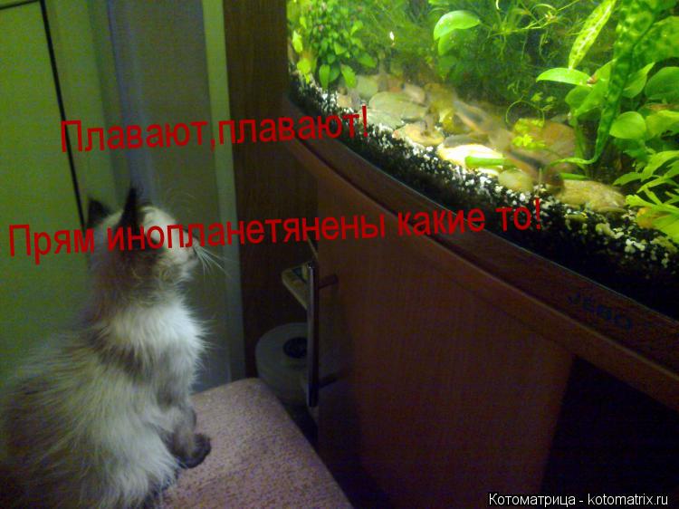 Котоматрица: Прям инопланетянены какие то! Плавают,плавают! Плавают,плавают!