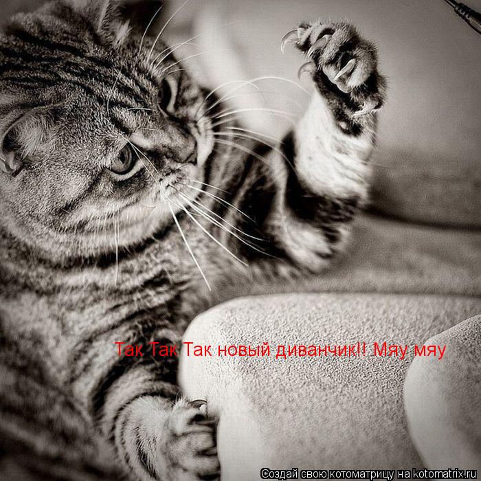 Котоматрица: Так Так Так новый диванчик!! Мяу мяу