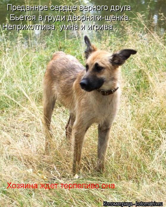 Котоматрица: Преданное сердце верного друга   Бьётся в груди дворняги-щенка. Неприхотлива, умна и игрива...  Хозяина ждет терпеливо она.