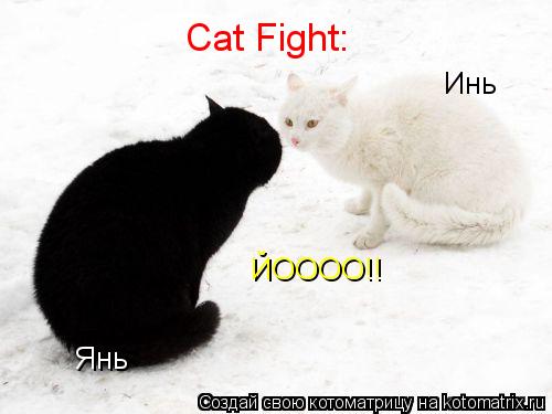 Котоматрица: Инь Янь ЙОООО!! Cat Fight:
