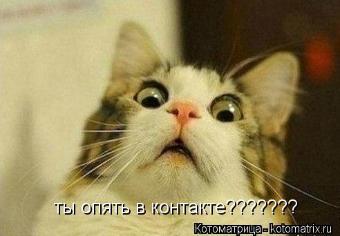 Котоматрица: ты опять в контакте???????
