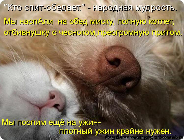 Котоматрица: "Кто спит-обедает." - народная мудрость. Мы наспАли  на обед миску, полную котлет, отбивнушку с чесноком,преогромную притом. Мы поспим ещё на у