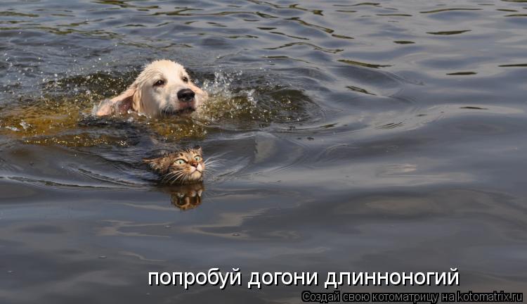 Котоматрица: попробуй догони длинноногий