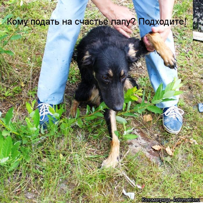 Котоматрица: Кому подать на счастье лапу? Подходите!