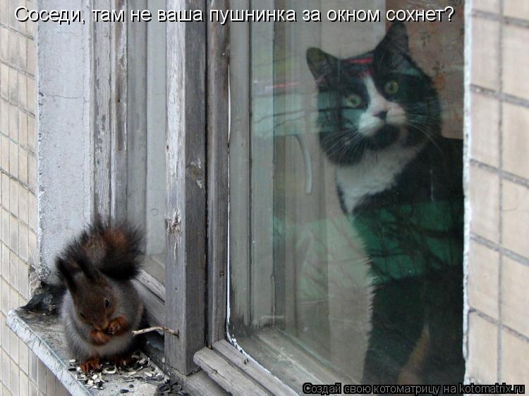 Котоматрица: Соседи, там не ваша пушнинка за окном сохнет?