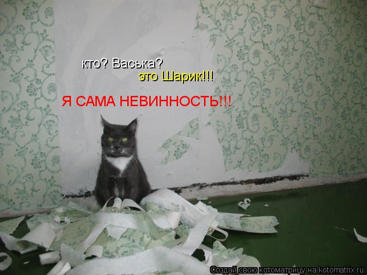 Котоматрица: кто? Васька? это Шарик!!! Я САМА НЕВИННОСТЬ!!!