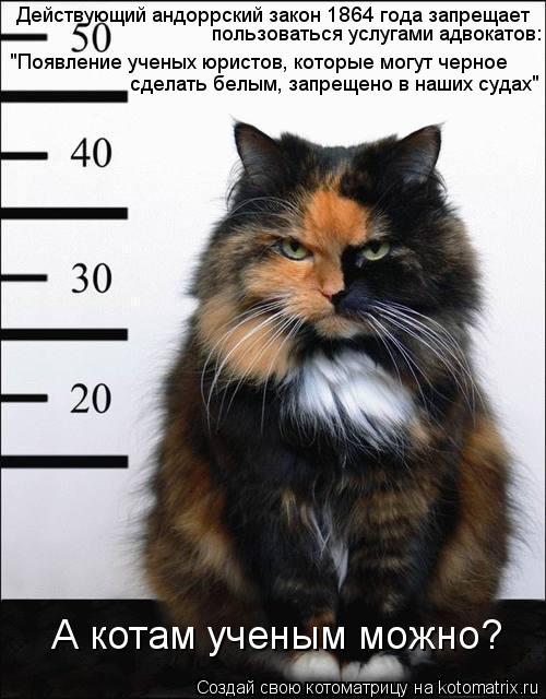 Котоматрица: Действующий андоррский закон 1864 года запрещает  пользоваться услугами адвокатов: "Появление ученых юристов, которые могут черное   сделать