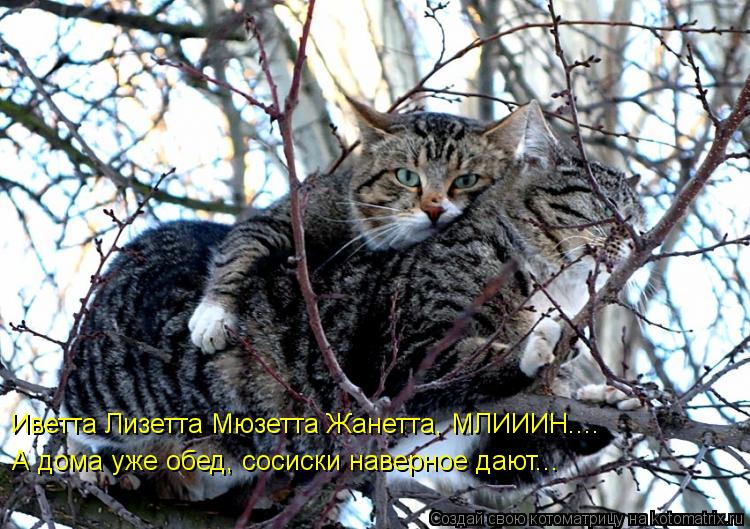 Иветта Лизетта Мюзетта Жанетта, МЛИИИН.... А дома уже обед, сосиски наверное дают...... Котоматрица: Иветта Лизетта Мюзетта Жанетта, МЛИИИН.... А дома уже обед, сосиски наверное дают...