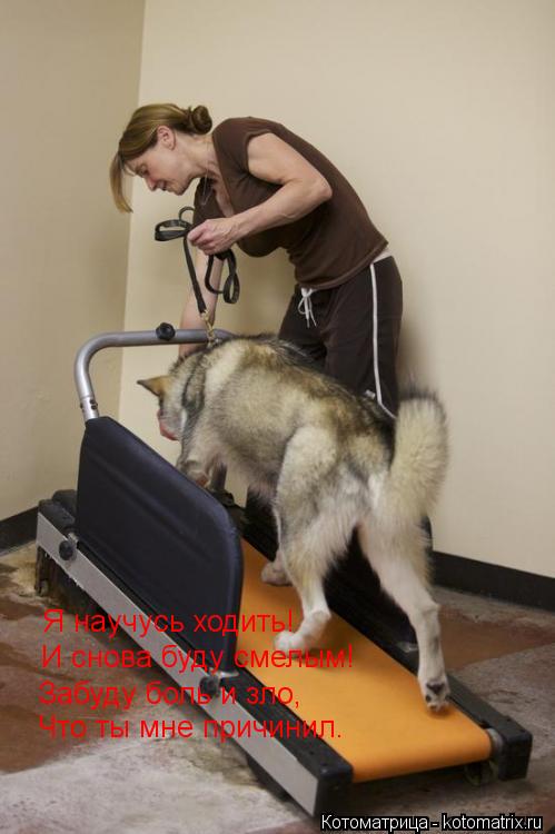 Котоматрица: Я научусь ходить! И снова буду смелым! Забуду боль и зло, Что ты мне причинил.