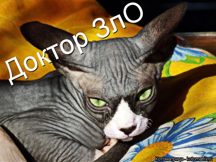 Котоматрица: Доктор ЗлО