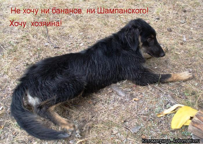 Котоматрица: Не хочу ни бананов. ни Шампанского! Хочу  хозяина!
