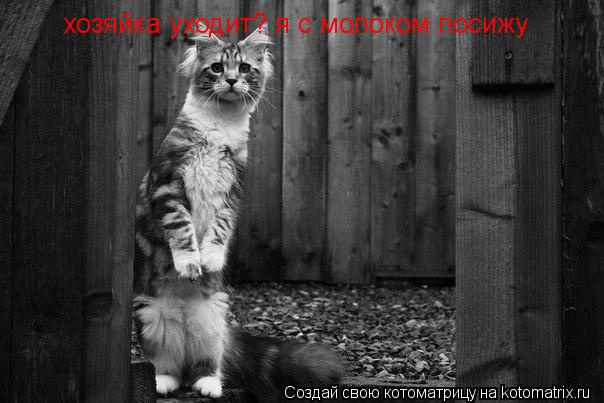 Котоматрица: хозяйка уходит? я с молоком посижу